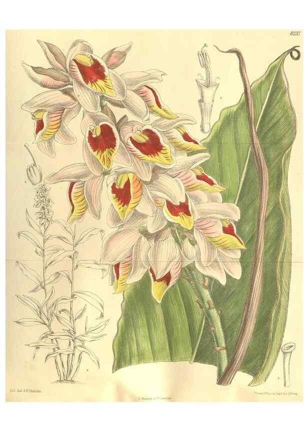 Reproducción/Reproduction 35884184422: Curtis's botanical magazine.. London ; New York [etc.] :Academic Press [etc.]