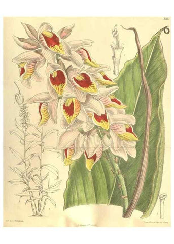Reproducción/Reproduction 35884184422: Curtis's botanical magazine.. London ; New York [etc.] :Academic Press [etc.]