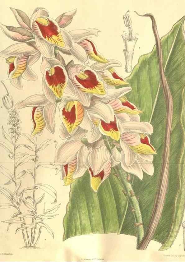Reproducción/Reproduction 35884184422: Curtis's botanical magazine.. London ; New York [etc.] :Academic Press [etc.]