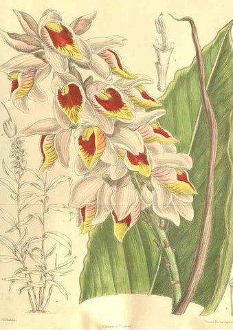 Reproducción/Reproduction 35884184422: Curtis's botanical magazine.. London ; New York [etc.] :Academic Press [etc.]
