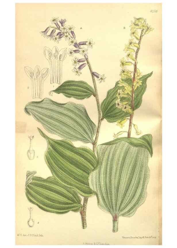 Reproducción/Reproduction 35884186552: Curtis's botanical magazine.. London ; New York [etc.] :Academic Press [etc.]