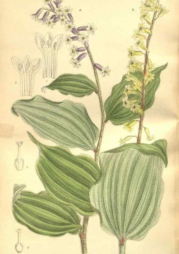 Reproducción/Reproduction 35884186552: Curtis's botanical magazine.. London ; New York [etc.] :Academic Press [etc.]