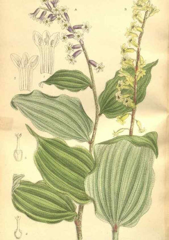 Reproducción/Reproduction 35884186552: Curtis's botanical magazine.. London ; New York [etc.] :Academic Press [etc.]