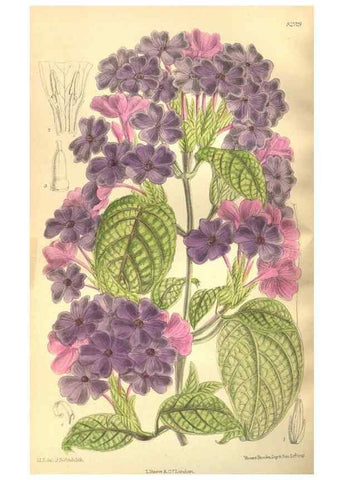Reproducción/Reproduction 35884189272: Curtis's botanical magazine.. London ; New York [etc.] :Academic Press [etc.]