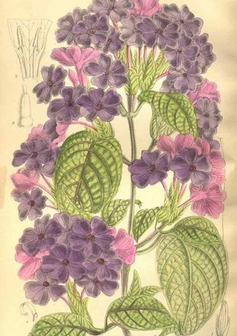 Reproducción/Reproduction 35884189272: Curtis's botanical magazine.. London ; New York [etc.] :Academic Press [etc.]