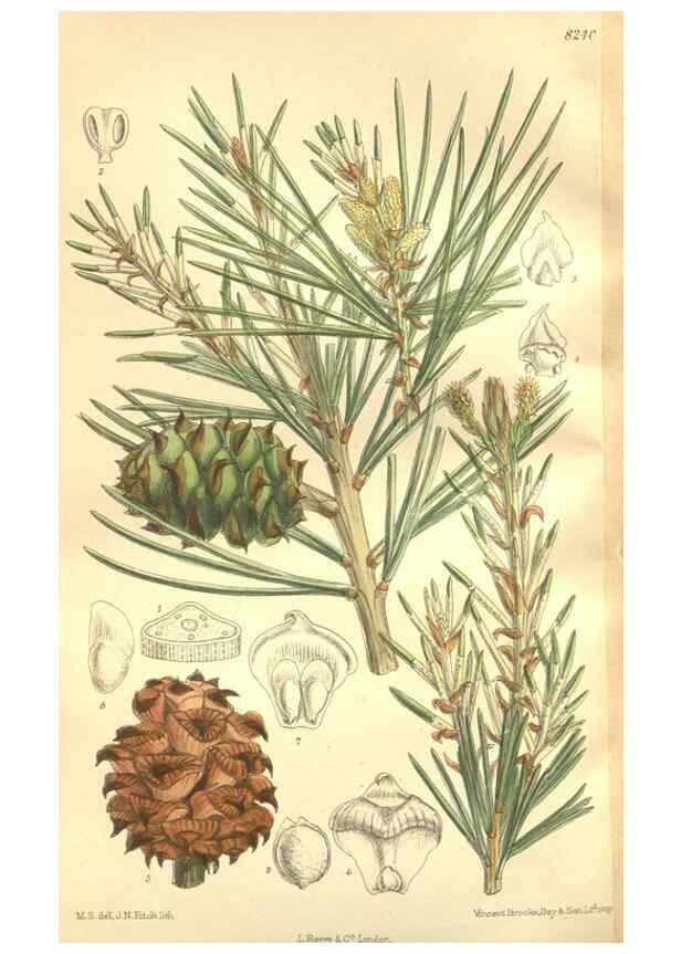 Reproducción/Reproduction 35884191152: Curtis's botanical magazine.. London ; New York [etc.] :Academic Press [etc.]