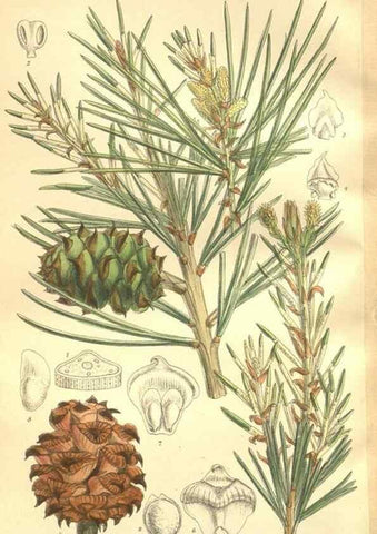 Reproducción/Reproduction 35884191152: Curtis's botanical magazine.. London ; New York [etc.] :Academic Press [etc.]