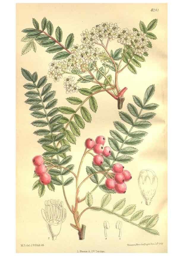 Reproducción/Reproduction 35884193302: Curtis's botanical magazine.. London ; New York [etc.] :Academic Press [etc.]