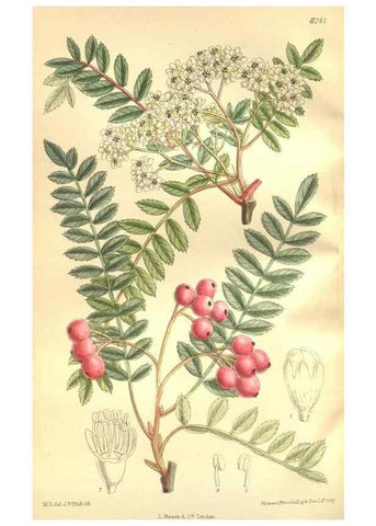 Reproducción/Reproduction 35884193302: Curtis's botanical magazine.. London ; New York [etc.] :Academic Press [etc.]