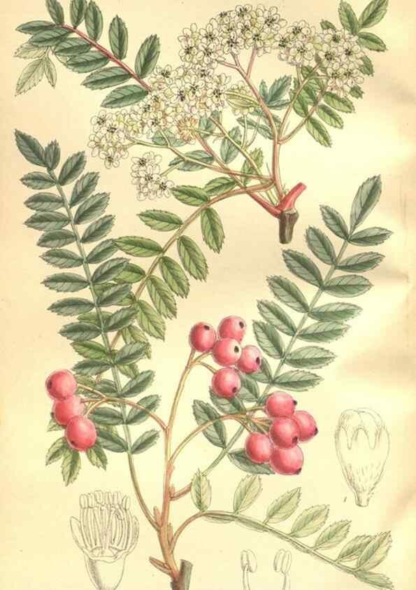 Reproducción/Reproduction 35884193302: Curtis's botanical magazine.. London ; New York [etc.] :Academic Press [etc.]