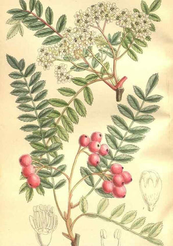 Reproducción/Reproduction 35884193302: Curtis's botanical magazine.. London ; New York [etc.] :Academic Press [etc.]