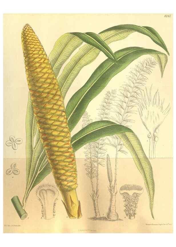 Reproducción/Reproduction 35884195332: Curtis's botanical magazine.. London ; New York [etc.] :Academic Press [etc.]