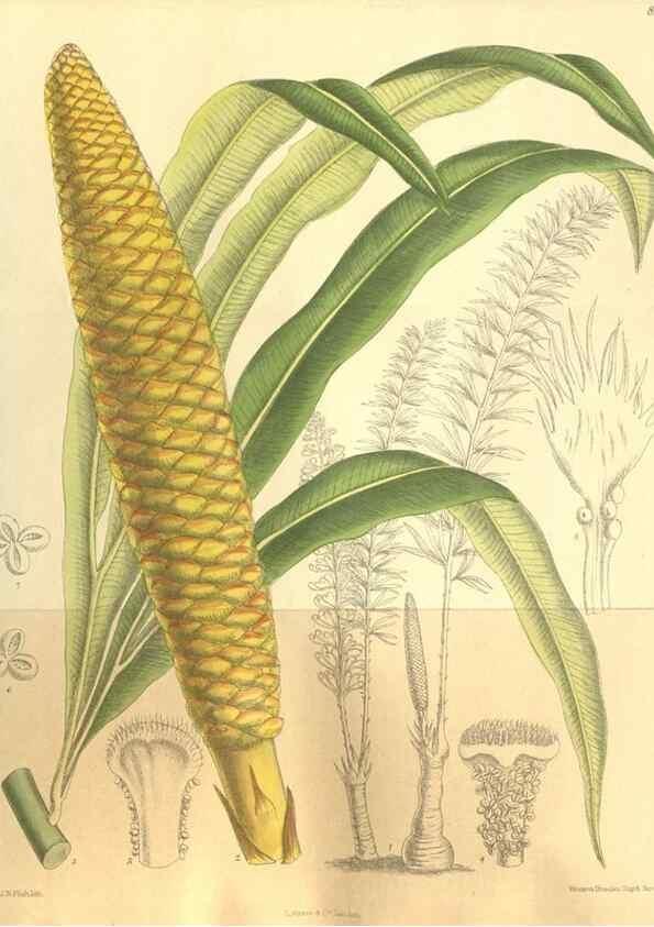 Reproducción/Reproduction 35884195332: Curtis's botanical magazine.. London ; New York [etc.] :Academic Press [etc.]
