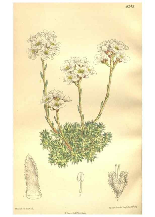 Reproducción/Reproduction 35884197232: Curtis's botanical magazine.. London ; New York [etc.] :Academic Press [etc.]