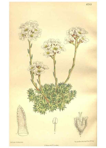 Reproducción/Reproduction 35884197232: Curtis's botanical magazine.. London ; New York [etc.] :Academic Press [etc.]