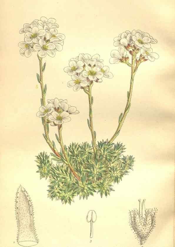 Reproducción/Reproduction 35884197232: Curtis's botanical magazine.. London ; New York [etc.] :Academic Press [etc.]