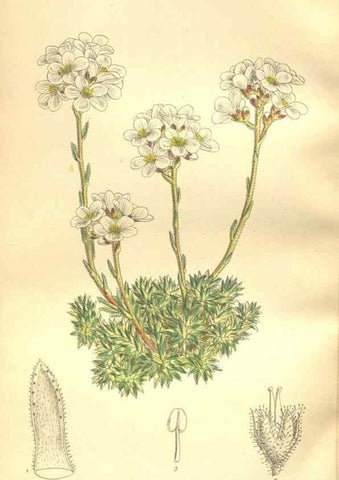 Reproducción/Reproduction 35884197232: Curtis's botanical magazine.. London ; New York [etc.] :Academic Press [etc.]