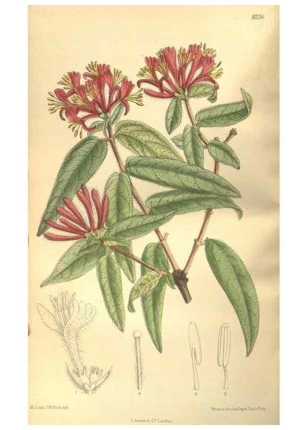 Reproducción/Reproduction 35884182442: Curtis's botanical magazine.. London ; New York [etc.] :Academic Press [etc.]