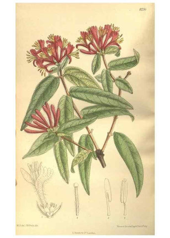 Reproducción/Reproduction 35884182442: Curtis's botanical magazine.. London ; New York [etc.] :Academic Press [etc.]