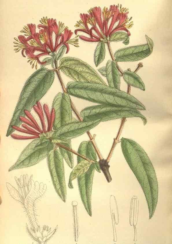 Reproducción/Reproduction 35884182442: Curtis's botanical magazine.. London ; New York [etc.] :Academic Press [etc.]