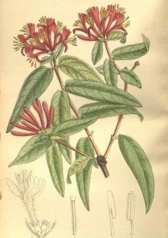 Reproducción/Reproduction 35884182442: Curtis's botanical magazine.. London ; New York [etc.] :Academic Press [etc.]