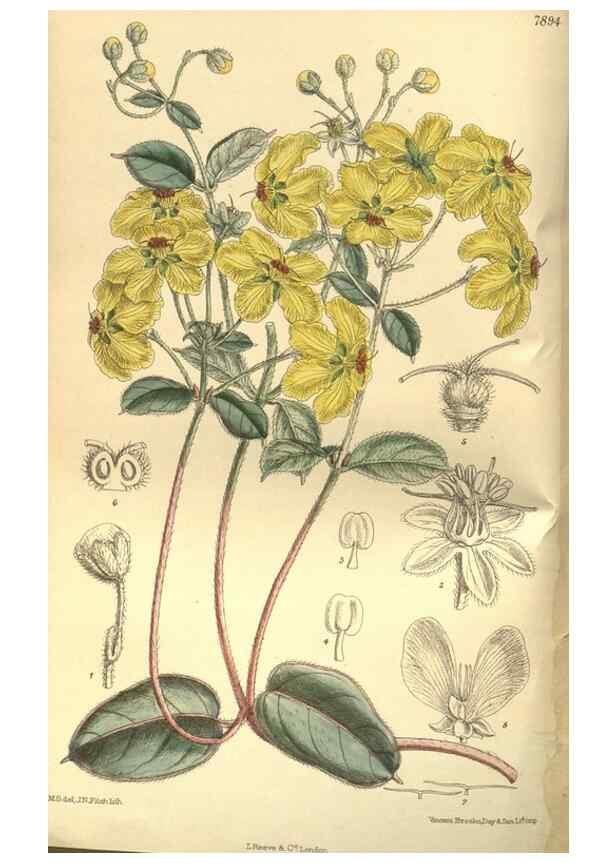 Reproducción/Reproduction 35584727950: Curtis's botanical magazine.. London ; New York [etc.] :Academic Press [etc.]