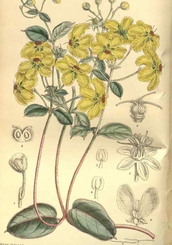 Reproducción/Reproduction 35584727950: Curtis's botanical magazine.. London ; New York [etc.] :Academic Press [etc.]