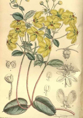 Reproducción/Reproduction 35584727950: Curtis's botanical magazine.. London ; New York [etc.] :Academic Press [etc.]