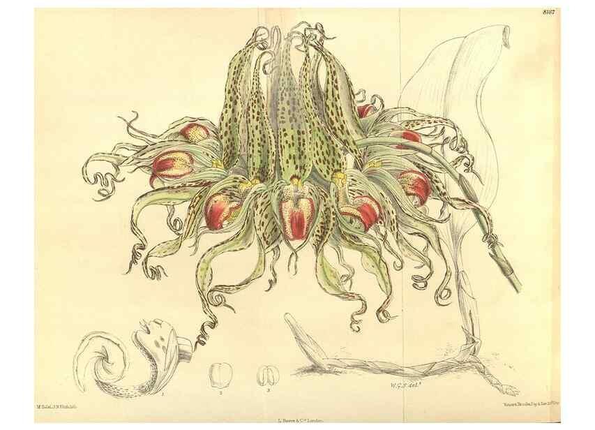 Reproducción/Reproduction 36055579105: Curtis's botanical magazine.. London ; New York [etc.] :Academic Press [etc.]