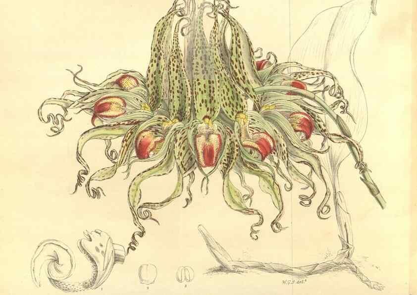 Reproducción/Reproduction 36055579105: Curtis's botanical magazine.. London ; New York [etc.] :Academic Press [etc.]