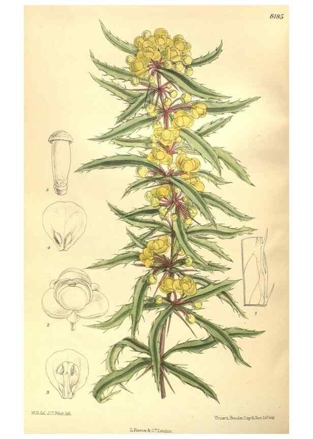 Reproducción/Reproduction 35884033712: Curtis's botanical magazine.. London ; New York [etc.] :Academic Press [etc.]