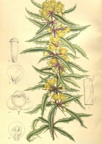 Reproducción/Reproduction 35884033712: Curtis's botanical magazine.. London ; New York [etc.] :Academic Press [etc.]