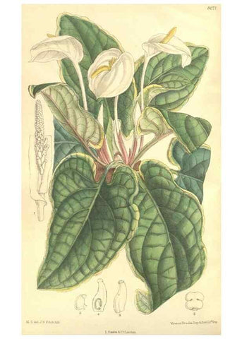 Reproducción/Reproduction 35164407363: Curtis's botanical magazine.. London ; New York [etc.] :Academic Press [etc.]