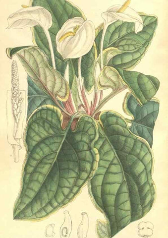 Reproducción/Reproduction 35164407363: Curtis's botanical magazine.. London ; New York [etc.] :Academic Press [etc.]