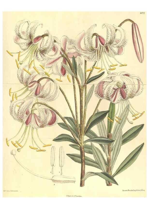 Reproducción/Reproduction 35164412433: Curtis's botanical magazine.. London ; New York [etc.] :Academic Press [etc.]