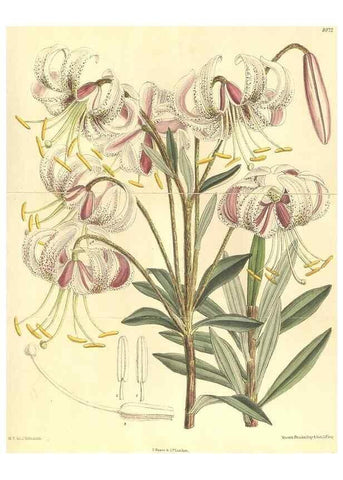 Reproducción/Reproduction 35164412433: Curtis's botanical magazine.. London ; New York [etc.] :Academic Press [etc.]