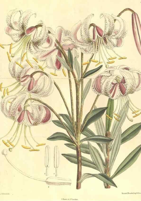Reproducción/Reproduction 35164412433: Curtis's botanical magazine.. London ; New York [etc.] :Academic Press [etc.]