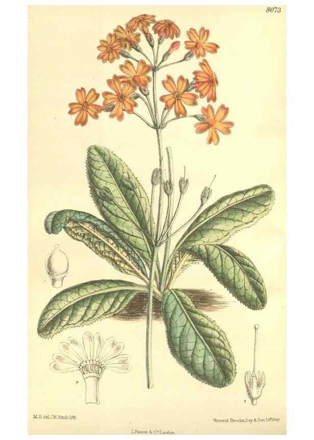 Reproducción/Reproduction 35164415183: Curtis's botanical magazine.. London ; New York [etc.] :Academic Press [etc.]