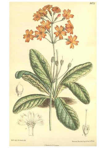 Reproducción/Reproduction 35164415183: Curtis's botanical magazine.. London ; New York [etc.] :Academic Press [etc.]