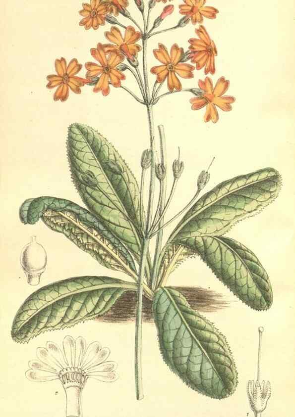 Reproducción/Reproduction 35164415183: Curtis's botanical magazine.. London ; New York [etc.] :Academic Press [etc.]