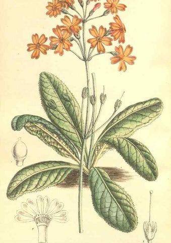 Reproducción/Reproduction 35164415183: Curtis's botanical magazine.. London ; New York [etc.] :Academic Press [etc.]