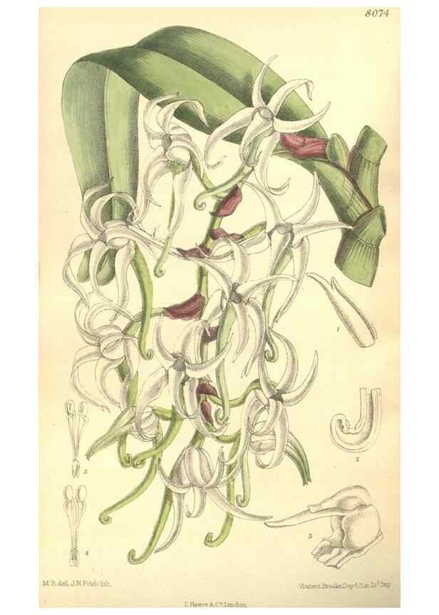 Reproducción/Reproduction 35164419123: Curtis's botanical magazine.. London ; New York [etc.] :Academic Press [etc.]