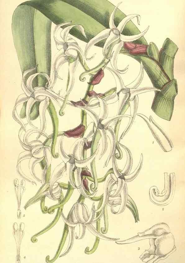 Reproducción/Reproduction 35164419123: Curtis's botanical magazine.. London ; New York [etc.] :Academic Press [etc.]