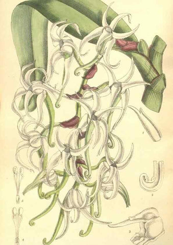 Reproducción/Reproduction 35164419123: Curtis's botanical magazine.. London ; New York [etc.] :Academic Press [etc.]