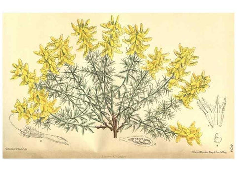 Reproducción/Reproduction 35585464940: Curtis's botanical magazine.. London ; New York [etc.] :Academic Press [etc.]