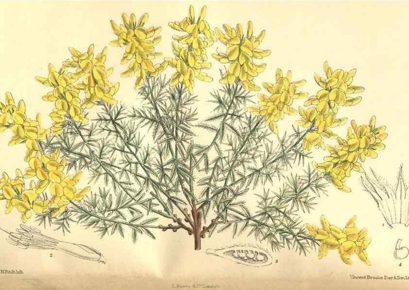 Reproducción/Reproduction 35585464940: Curtis's botanical magazine.. London ; New York [etc.] :Academic Press [etc.]