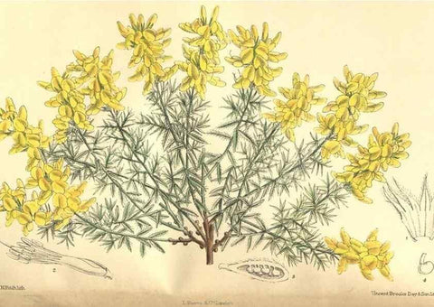 Reproducción/Reproduction 35585464940: Curtis's botanical magazine.. London ; New York [etc.] :Academic Press [etc.]