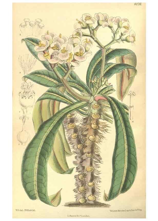 Reproducción/Reproduction 35585467220: Curtis's botanical magazine.. London ; New York [etc.] :Academic Press [etc.]