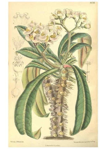 Reproducción/Reproduction 35585467220: Curtis's botanical magazine.. London ; New York [etc.] :Academic Press [etc.]