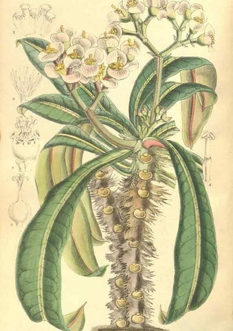 Reproducción/Reproduction 35585467220: Curtis's botanical magazine.. London ; New York [etc.] :Academic Press [etc.]